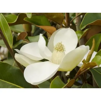 Sazenice Šácholán velkokvětý 'Bracken's Brown Beauty' Balení: kontejner C15