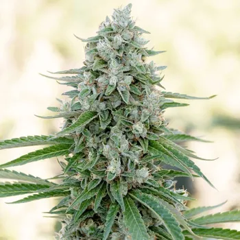 Semeno Silent Seeds - Critical Mango 3 ks