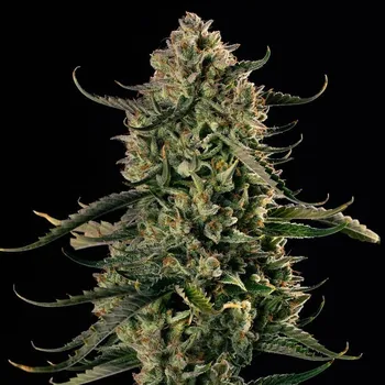 Semeno Silent Seeds - Mac Dawg XXL Auto 3 ks