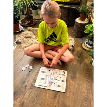 Dřevěná hračka Druhy lidských kostí, kosterní systém, dřevěné puzzle s kostmi