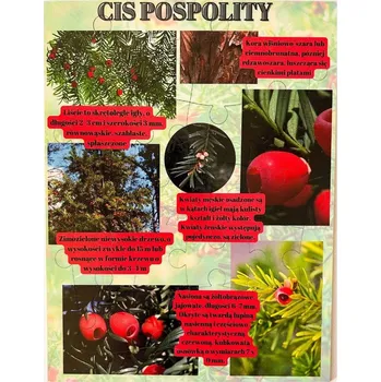 Dřevěná hračka Tis obecný, dřevěné puzzle, lesní vzdělávání