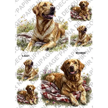 Umělecký papír Rýžový a soft papír na decoupage - Labrador - KB04221 Materiál: Soft, Rozměr: A4