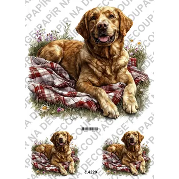 Umělecký papír Rýžový a soft papír na decoupage - Labrador - KB04220 Materiál: Soft, Rozměr: A4