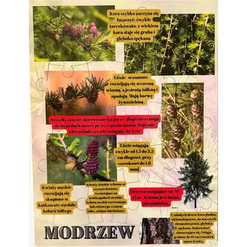 Dřevěná hračka Modřín, dřevěná skládačka, lesní vzdělávání