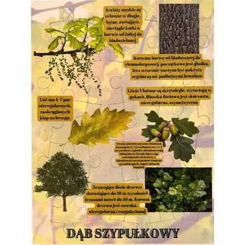 Dřevěná hračka Dub letní, dřevěné puzzle, lesní vzdělávání