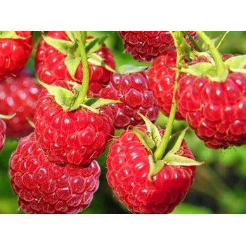 Sazenice Maliník 'Willamette' Balení: kontejner C3