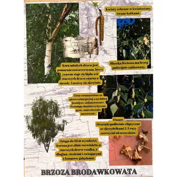 Dřevěná hračka Bříza bradavičnatá, dřevěné puzzle, lesní vzdělávání