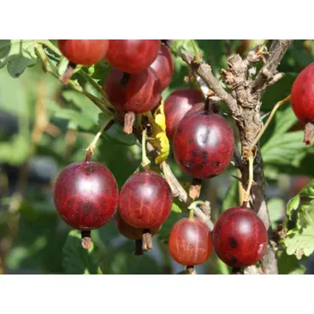 Sazenice Angrešt Crispa® Darling®