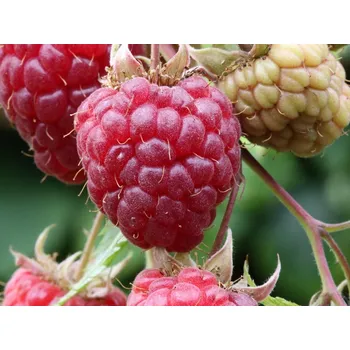 Sazenice Maliník 'Sanibelle' Balení: kontejner C3