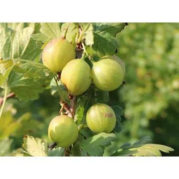 Sazenice Angrešt Crispa® Greenling®