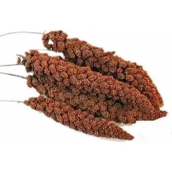 Krmivo pro ptáka Senegalské proso -klasy SUPER CENA 15kg