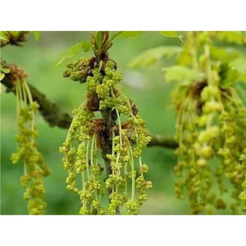 Sazenice Dub letní Balení: kontejner C5, Tvar: výška 150-175cm