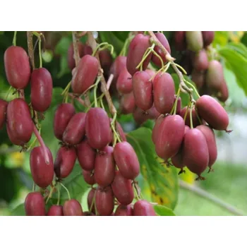 Sazenice Aktinídie nachová kontejner C5, výška 150-175cm