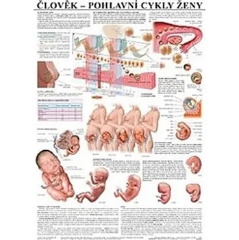 Bystrá hlava Plakát - Člověk - Pohlavní cykly ženy