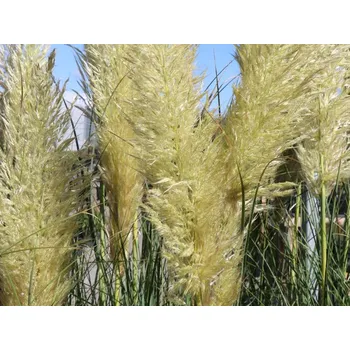 Sazenice Pampová tráva 'Evita' - Cortaderia selloana 'Evita' Balení: kontejner C3
