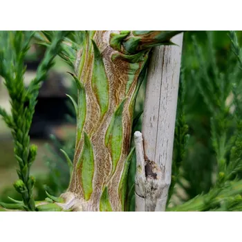 Sazenice Sekvojovec obrovský 'Healthy Mammoth One' kontejner C15