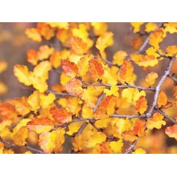 Sazenice Pabuk jižní Balení: kontejner C3