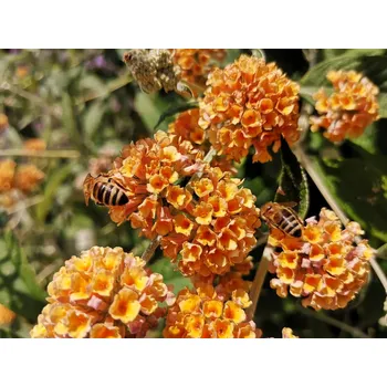 Sazenice Komule Weyerova 'Honeycomb' Balení: kontejner C2