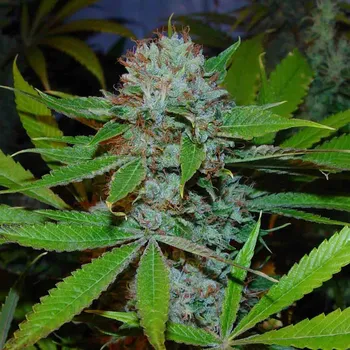 Semeno Soma Seeds - Buddhas Sister 10 ks