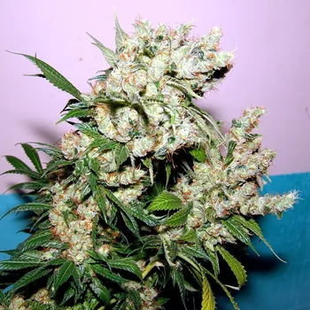 Semeno Soma Seeds - N.Y.C. Diesel 3 ks