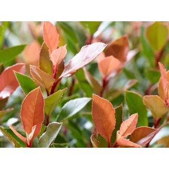 Sazenice Blýskavka Fraserova 'Chico' Balení: kontejner C2