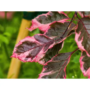 Sazenice Buk lesní 'Purpurea Tricolor' Balení: kontejner C5