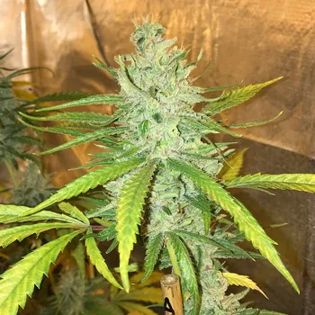 Semeno Soma Seeds - Amnesia Haze 10 ks