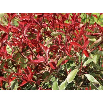 Sazenice Blýskavka Fraserova 'Pink Marble' Balení: kontejner C2