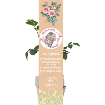 BIO růže Damašská z Kazanlaku, SAZENICE