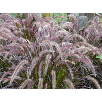 Semeno Dochan setý 'Rubrum' - Pennisetum advena 'Rubrum' Balení: kontejner C6,5