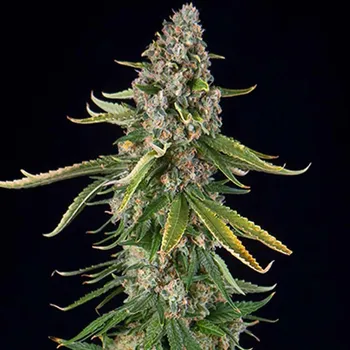 Semeno Spliff Seeds - Zkittlez Auto 3 ks