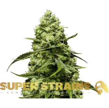 Semeno Super Strains - Turing Auto 3 ks