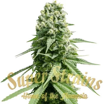 Semeno Super Strains - Amnesia 5 ks