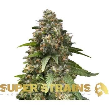 Semeno Super Strains - Enemy of the State 10 ks