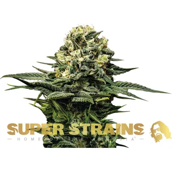 Semeno Super Strains - Wedding Cake 3 ks