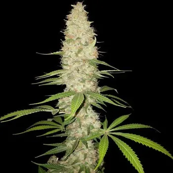 Semeno Spliff Seeds - Gorilla Auto 3 ks