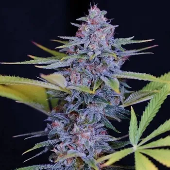 Semeno Spliff Seeds - Afghani Gold 5 ks