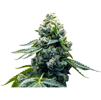 Semeno Super Strains - Zoap 5 ks