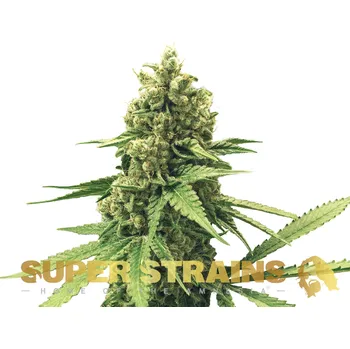 Semeno Super Strains - DFA Auto 5 ks