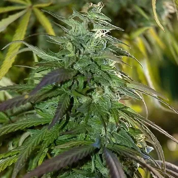 Semeno Spliff Seeds - Fast Bud Outdoor 3 ks