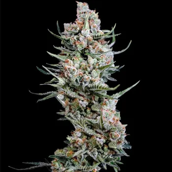 Semeno Spliff Seeds - Crystal White 5 ks