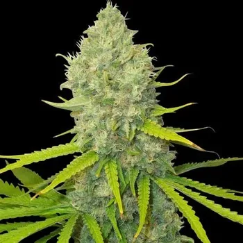 Semeno Spliff Seeds - Bubblegun 3 ks