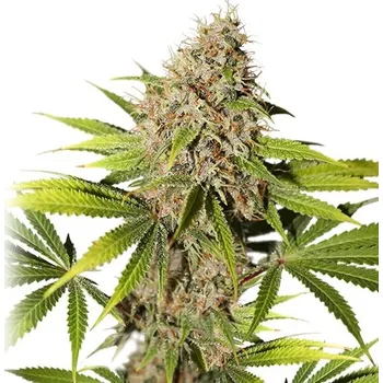 Semeno Super Sativa Seed Club - Pineapple Poison 5 ks