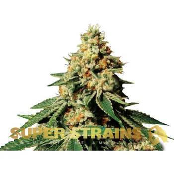 Semeno Super Strains - Zkittlez 1 ks