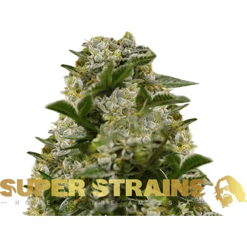 Semeno Super Strains - Ibiza Farmers 5 ks