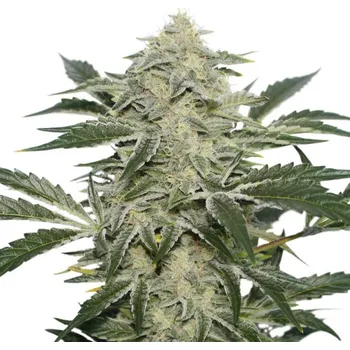 Semeno Super Sativa Seed Club - Creamy Kees regular 24 ks