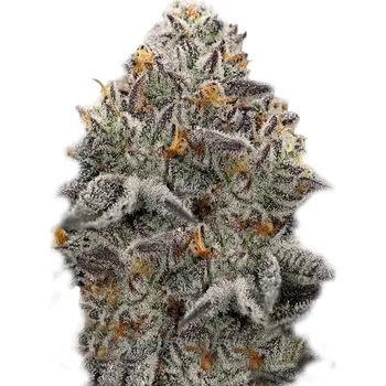 Semeno Super Strains - Oreoz 1 ks