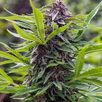 Semeno Spliff Seeds - Gold Rush Outdoor 3 ks