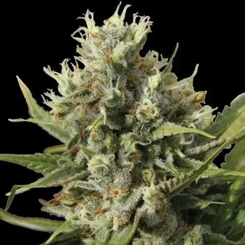 Semeno Spliff Seeds - Amnesiac Auto 5 ks