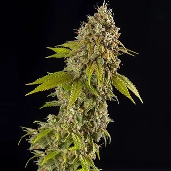 Semeno Spliff Seeds - Girl Scout Cookies Auto 5 ks